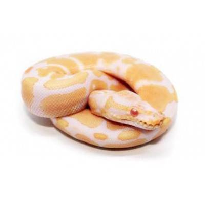 Python royal "Albinos" - Python regius