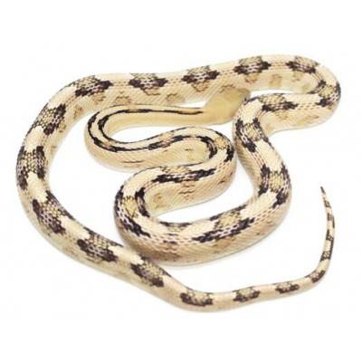 Bogertophis subocularis - Serpent ratier dfu Trans-Pecos