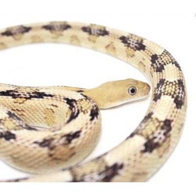 Bogertophis subocularis - Serpent ratier dfu Trans-Pecos