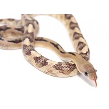 Bogertophis subocularis - Serpent ratier dfu Trans-Pecos