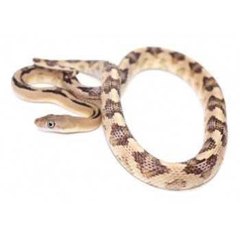 Bogertophis subocularis - Serpent ratier dfu Trans-Pecos