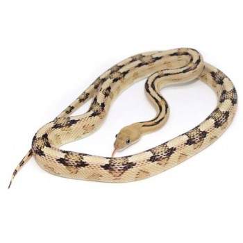 Bogertophis subocularis - Serpent ratier dfu Trans-Pecos