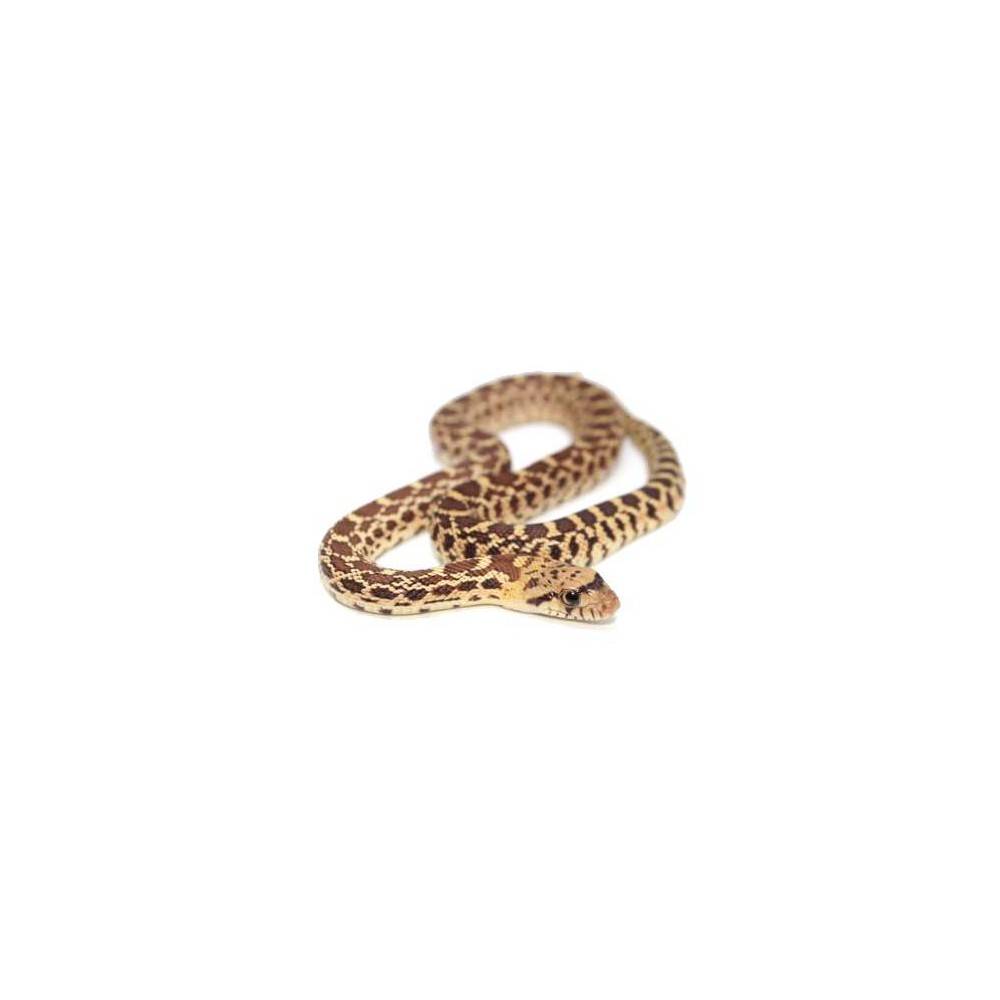 Pituophis catenifer sayi - Serpent taureau Pituophis catenifer sayi - Serpent taureau