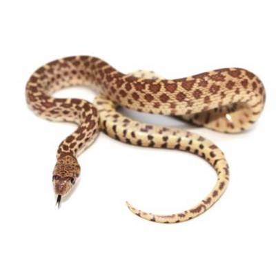 Pituophis catenifer sayi - Serpent taureau