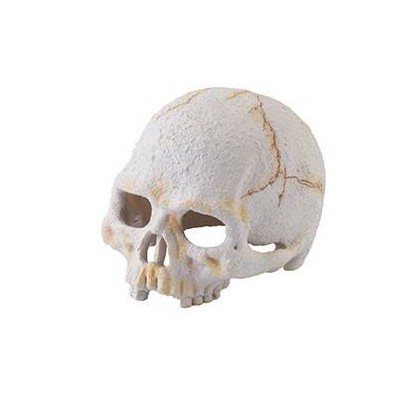 Crâne de primate "Exoterra Primate Skull"