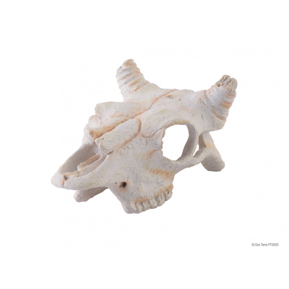 Crâne de vache "Exoterra Buffalo Skull" Crâne de vache "Exoterra Buffalo Skull"