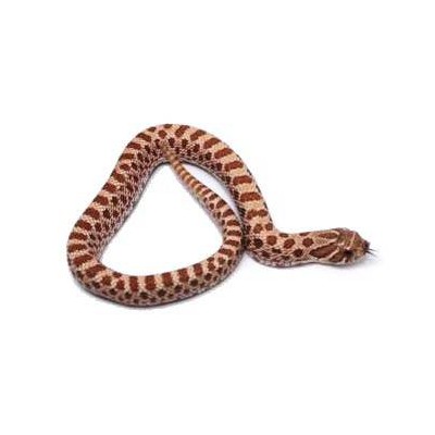 Heterodon nasicus - Serpent à groin