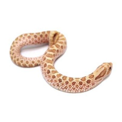 Heterodon nasicus "Néon Toffeebelly" - Serpent à groin