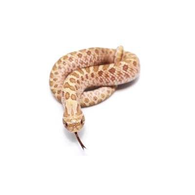 Heterodon nasicus "Néon Toffeebelly" - Serpent à groin