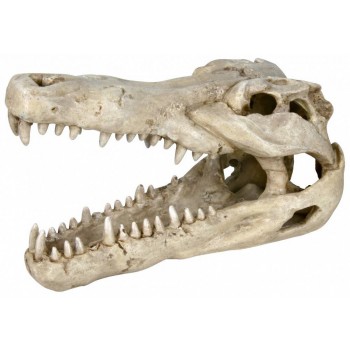 Crâne de crocodile TRIXIE