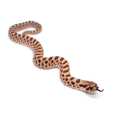 Heterodon nasicus "Pastel" - Serpent à groin