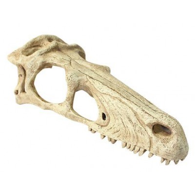 Crâne de Raptor "Komodo"