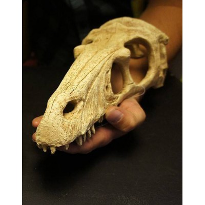 Crâne de Raptor "Komodo"