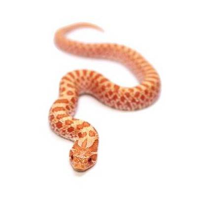 Heterodon nasicus "Albinos" - Serpent à groin