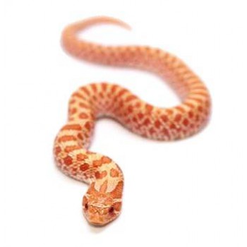 Heterodon nasicus "Albinos" - Serpent à groin
