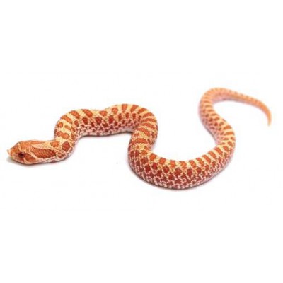 Heterodon nasicus "Albinos" - Serpent à groin