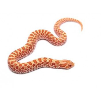 Heterodon nasicus "Albinos" - Serpent à groin