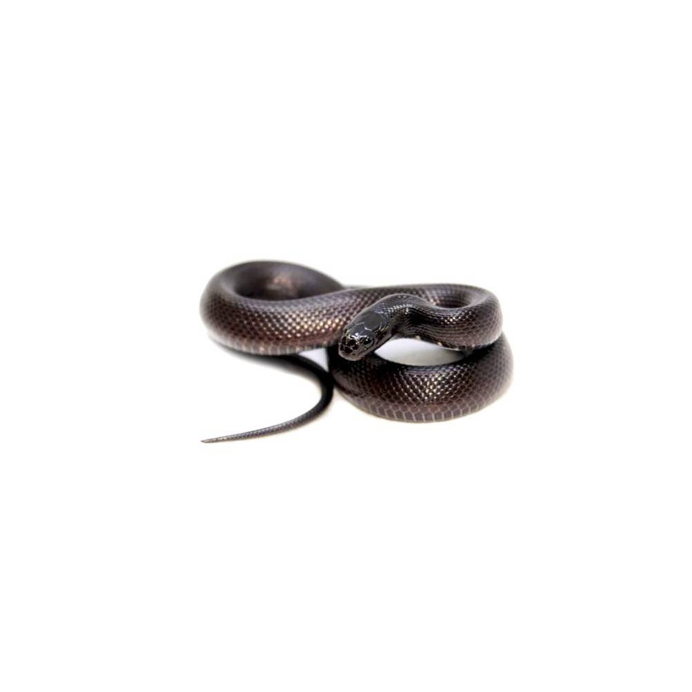 Lampropeltis getulus nigritus - Serpent roi noir Lampropeltis getulus nigritus - Serpent roi noir