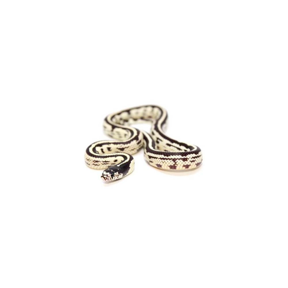 Lampropeltis getulus californiae "Stripe" - Serpent roi de Californie Lampropeltis getulus californiae "Stripe" - Serpent roi de Californie