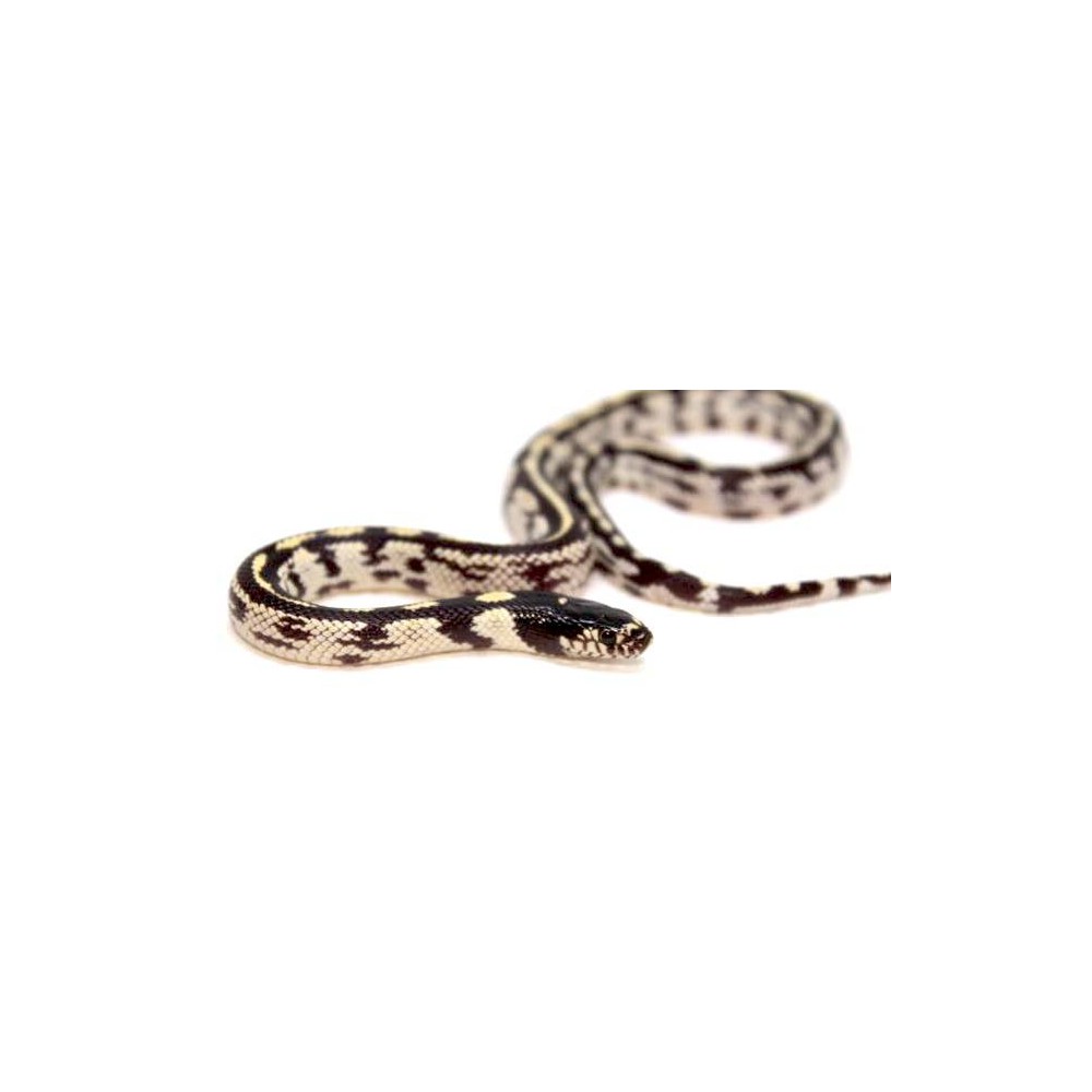 Lampropeltis getulus californiae "Stripe aberrant" - Serpent roi de Californie Lampropeltis getulus californiae "Stripe aberrant" - Serpent roi de Californie