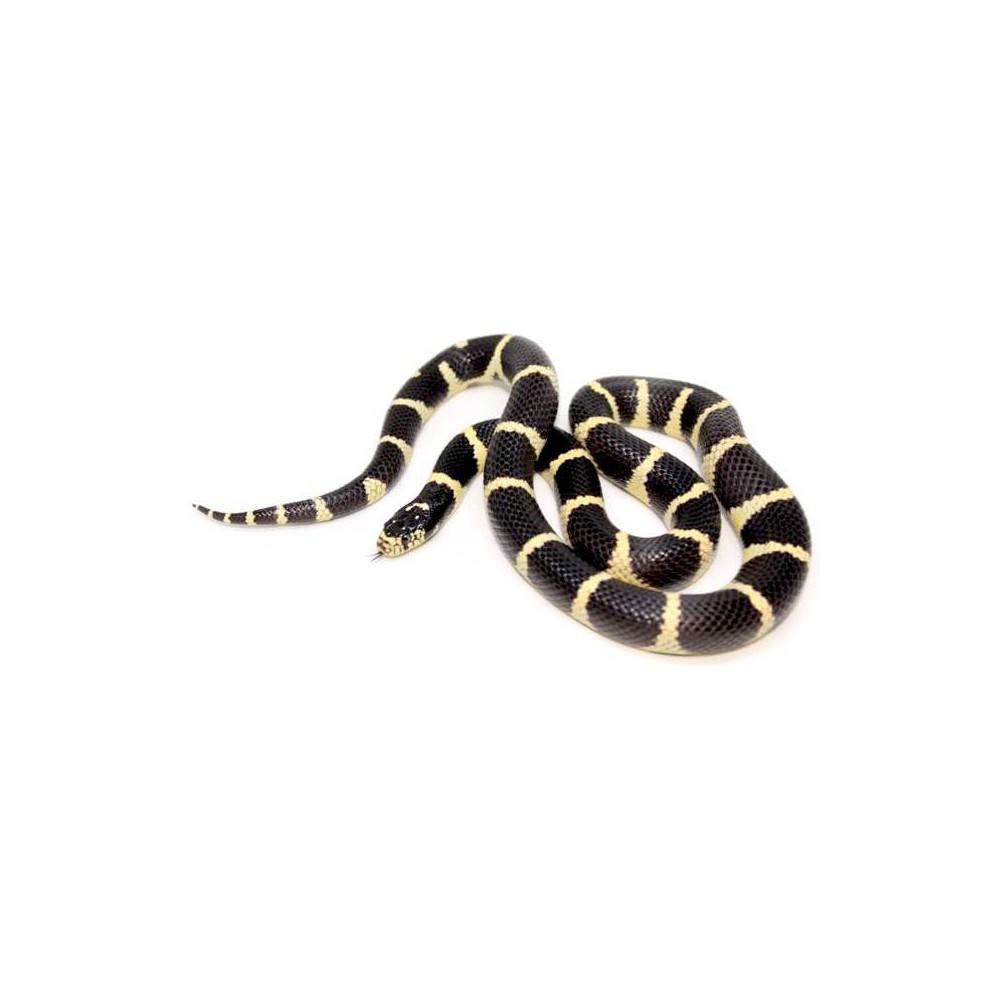 Lampropeltis getulus californiae - Serpent roi de Californie