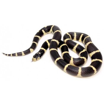 Lampropeltis getulus californiae - Serpent roi de Californie