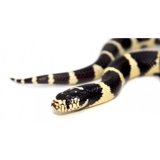 Lampropeltis getulus californiae côtier Serpent roi de Californie