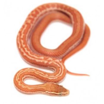 Boaedon capensis "Albinos" - Serpent des maisons