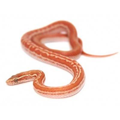 Boaedon capensis "Albinos" - Serpent des maisons