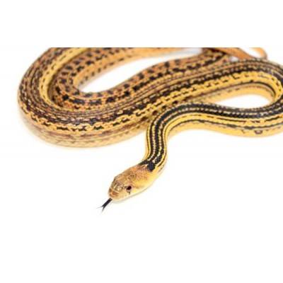 Pituophis catenifer annectens "Ligné" - Serpent taureau de San Diego