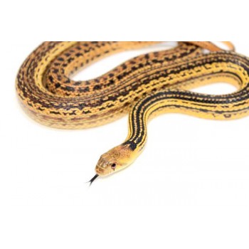 Pituophis catenifer annectens "Ligné" - Serpent taureau de San Diego