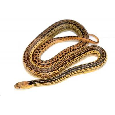 Pituophis catenifer annectens "Ligné" - Serpent taureau de San Diego