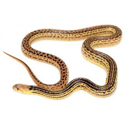 Pituophis catenifer annectens "Ligné" - Serpent taureau de San Diego