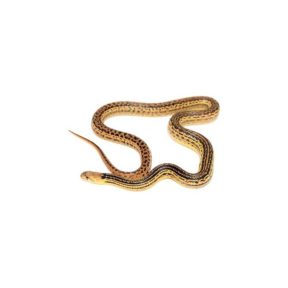 Pituophis catenifer annectens "Ligné" - Serpent taureau de San Diego