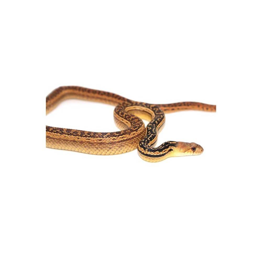 Pituophis catenifer annectens 