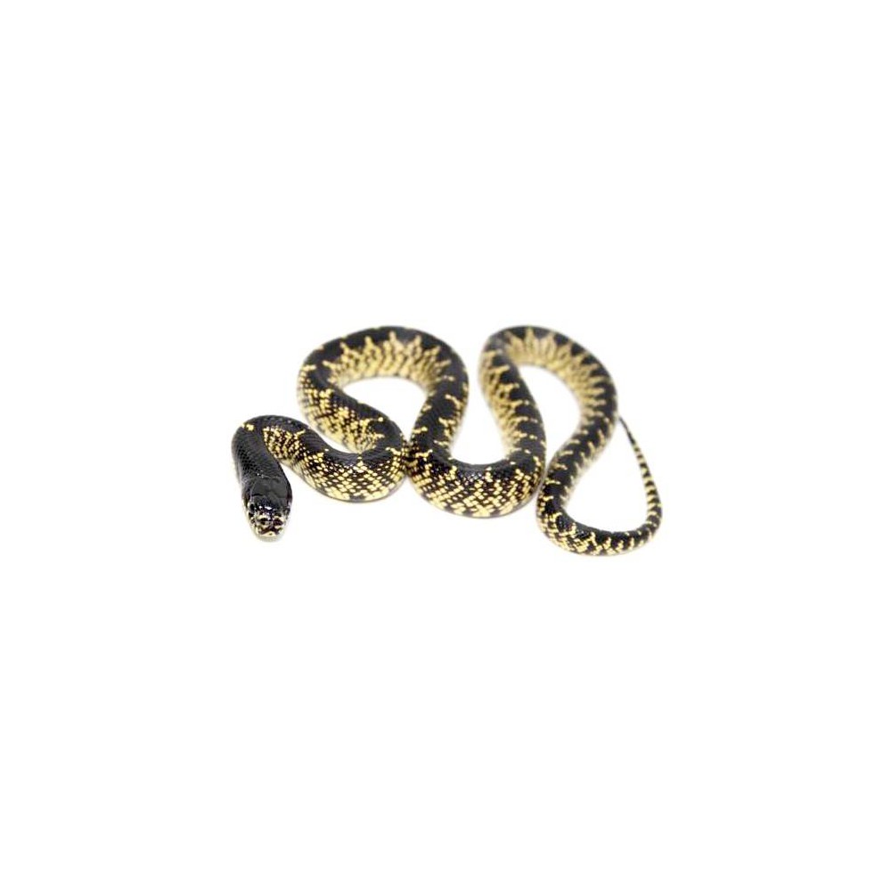 Lampropeltis splendida - Serpent roi du désert Lampropeltis splendida - Serpent roi du désert