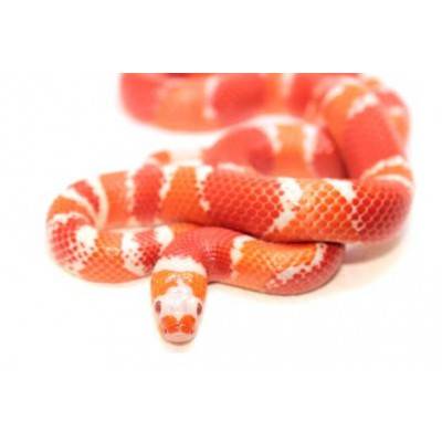 Lampropeltis triangulum hondurensis "Albinos Tangerine" - Faux-corail du Honduras