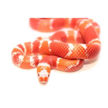 Lampropeltis triangulum hondurensis "Albinos Tangerine" - Faux-corail du Honduras