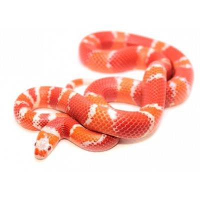 Lampropeltis triangulum hondurensis "Albinos Tangerine" - Faux-corail du Honduras