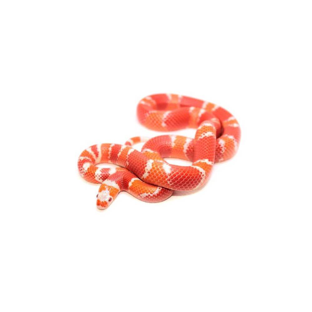 Lampropeltis triangulum hondurensis "Albinos Tangerine" - Faux-corail du Honduras Lampropeltis triangulum hondurensis "Albinos Tangerine" - Faux-corail du Honduras