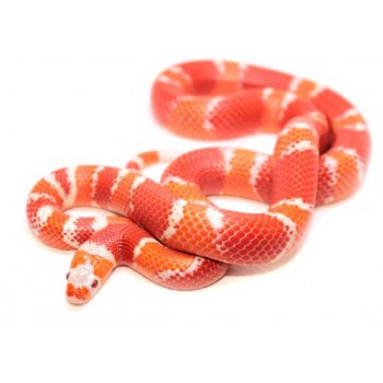 Lampropeltis triangulum hondurensis "Albinos Tangerine" - Faux-corail du Honduras