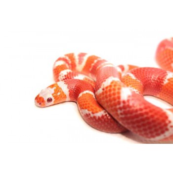 Lampropeltis triangulum hondurensis "Albinos Tangerine" - Faux-corail du Honduras