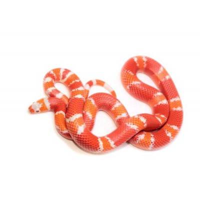 Lampropeltis triangulum hondurensis "Albinos Tangerine" - Faux-corail du Honduras