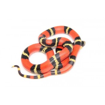 Lampropeltis triangulum hondurensis - Faux-corail du Honduras