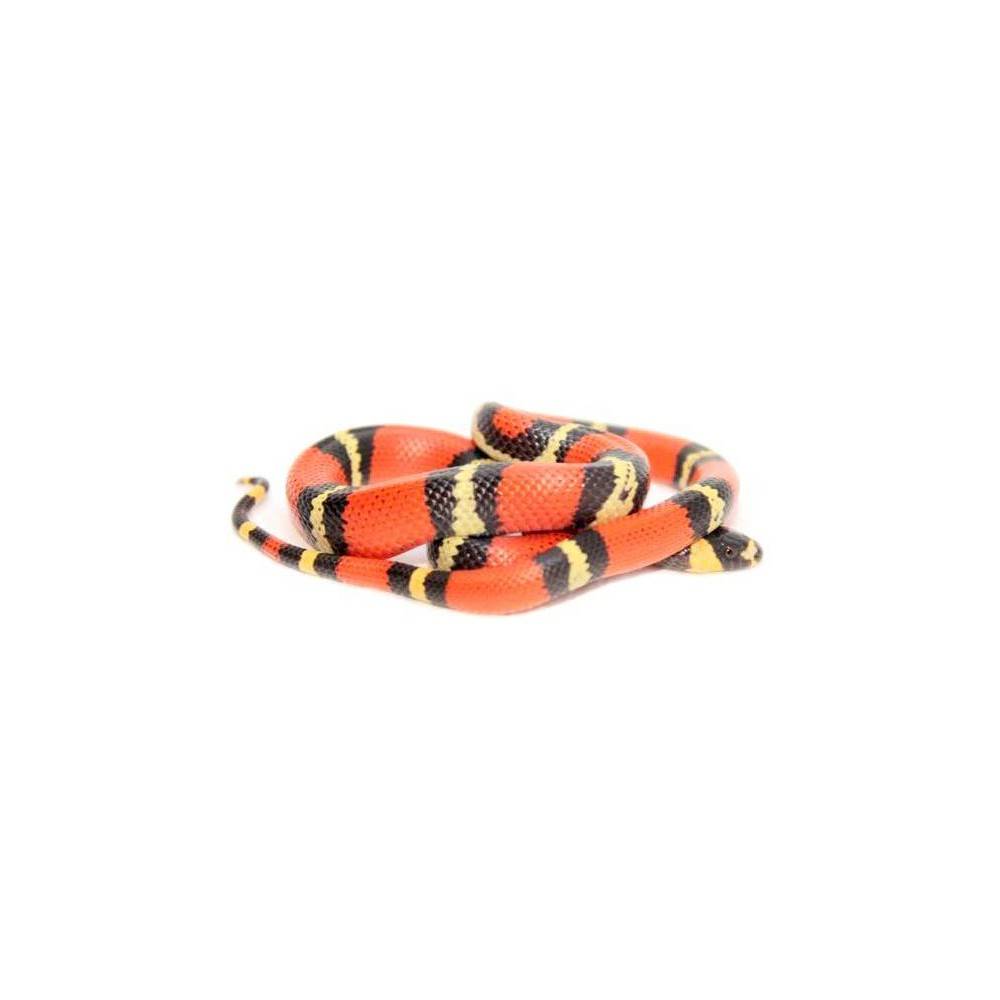 Lampropeltis triangulum hondurensis - Faux-corail du Honduras Lampropeltis triangulum hondurensis - Faux-corail du Honduras