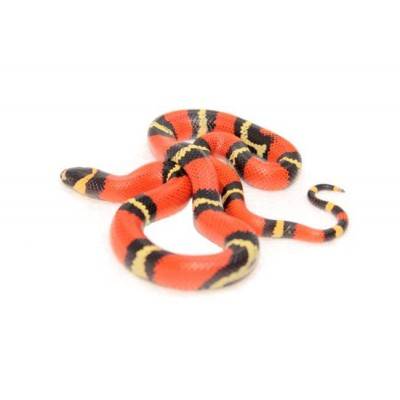 Lampropeltis triangulum hondurensis - Faux-corail du Honduras