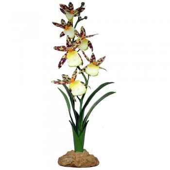 Orchidée araignée "Spider orchid" Komodo 40cm