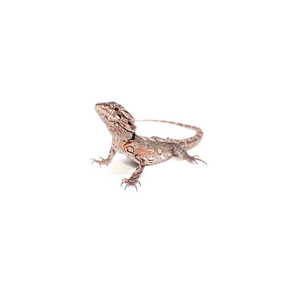 Pogona minor - Dragon barbu de l'Ouest