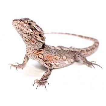 Pogona minor - Dragon barbu de l'Ouest