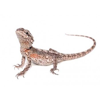 Pogona minor - Dragon barbu de l'Ouest